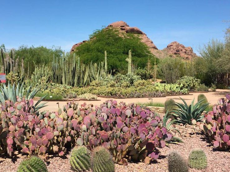 Desert Botanical Garden, United States